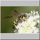 Gorytes laticinctus - Grabwespe 08b 12mm OS-Hellern Waldwiese fdet.jpg